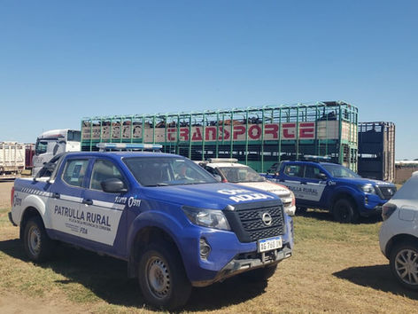 Estafa rural millonaria: Recuperan 1.060 vacunos y exponen una maniobra interprovincial