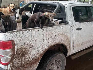 Son de Córdoba y cazaban con galgos, sin permisos y en un campo ajeno en La Pampa 