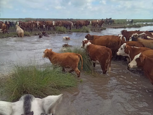 Inundaciones sin freno en el norte de Santa Fe: pérdidas millonarias y más de un millón de hectáreas bajo agua