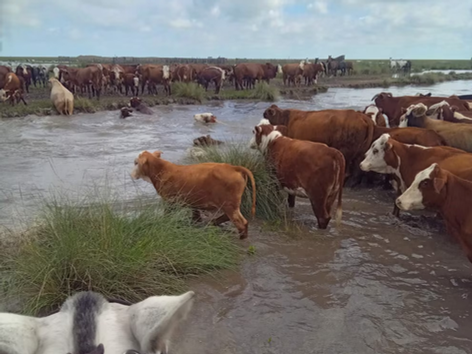 Inundaciones sin freno en el norte de Santa Fe: pérdidas millonarias y más de un millón de hectáreas bajo agua