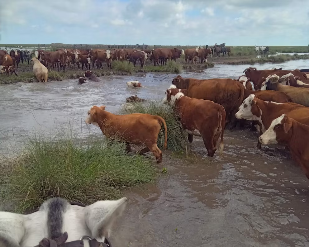 Inundaciones sin freno en el norte de Santa Fe: pérdidas millonarias y más de un millón de hectáreas bajo agua
