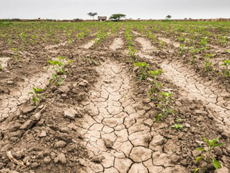 El campo mira al cielo: faltan hasta 60 mm y el maíz ya pierde rinde