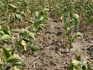 Enero se despidió con sequía récord y alerta en el campo de la región núcleo