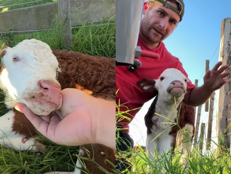 Raquelita, la historia de la ternera que conmovió a miles y se volvió viral