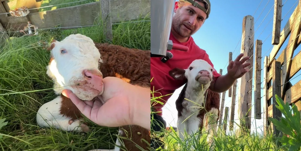 Raquelita, la historia de la ternera que conmovió a miles y se volvió viral