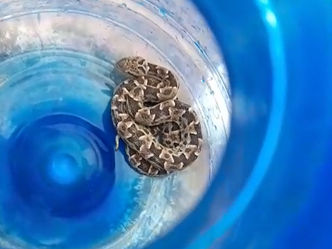 Hallaron una yarará de 60 centímetros en la entrada de una vivienda en Toledo