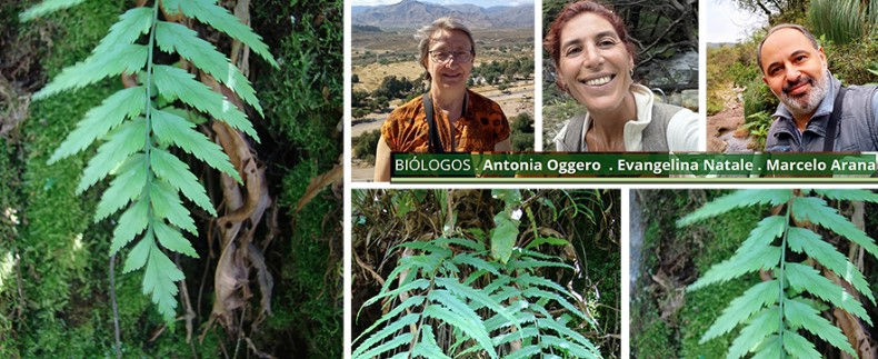 Redescubren un helecho perdido hace más de 30 años: científicos de la UNRC buscan devolverlo a las Sierras de Córdoba