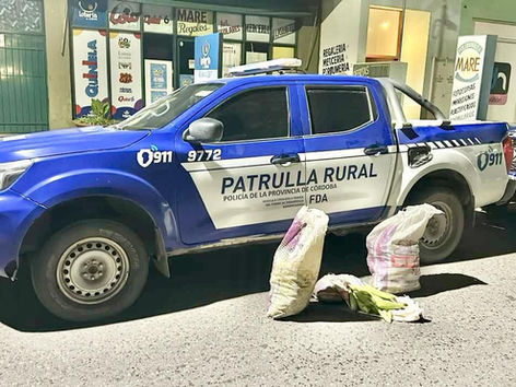 Dos hombres fueron aprehendidos mientras robaban choclos en un campo