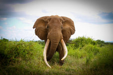Super tusker elephant with massive tusk 