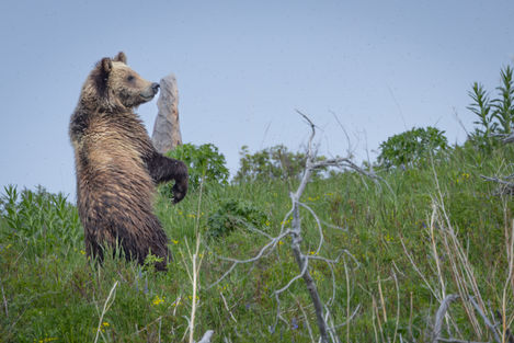 A grizzly bear cub looks over his shoulder as adult male grizzly follows