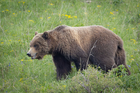 A large Grizzly named Quill wanders across the hillside.