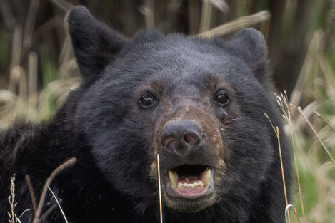 A Black faced Black bear stares into the camera