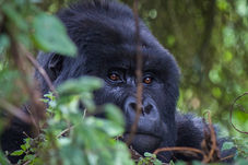 A close up of a gorilla looking at the camera