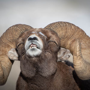 Big Horn  ram with its mouth open as he smells ewes in estrus 