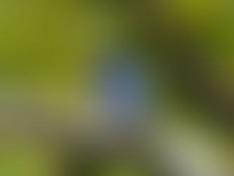 6月号表紙の鳥 オオルリ