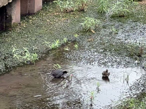 夏なのにコガモがいました!