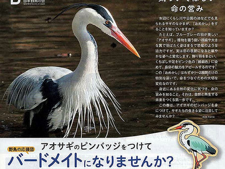 アオサギのピンバッジをつけてバードメイトになりませんか!