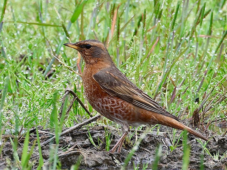 5月の表紙の鳥 ハチジョウツグミ