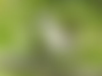 迷鳥チゴモズ我が家に飛来!