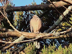 12月宮崎神宮探鳥会