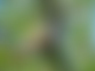 そうです!私が春告鳥です!