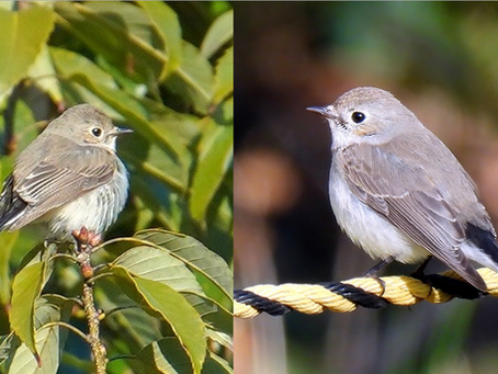 １月神宮探鳥会