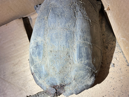 First Turtle Rescue of 2022! Winehouse the Snapper.