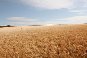 Serene Alberta prairies with gentle foothills, representing the open, accepting space of client-centered therapy.