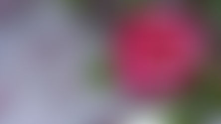 Camélia du Maroc Parfums Ciro — ревью