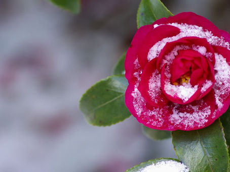 Camélia du Maroc Parfums Ciro — ревью