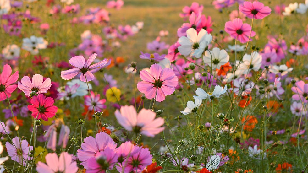 Delicate pink cosmos flowers, symbol of autumn in Japan, representing natural beauty and fleeting time as in Parfumeurs du Monde.