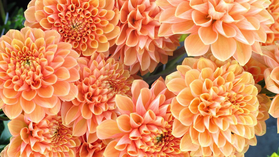 Свежие хризантемы после дождя — осенняя атмосфера аромата Serge Lutens Profundis