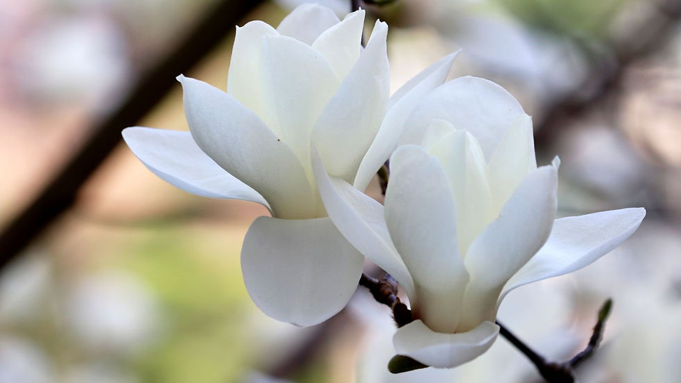 Delicate magnolia petals in natural light illustrating sweet and creamy floral perfume accords