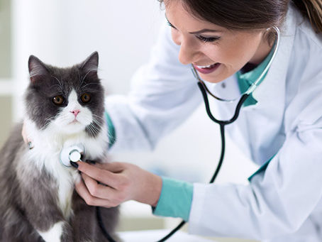 Veterinary PCD Company