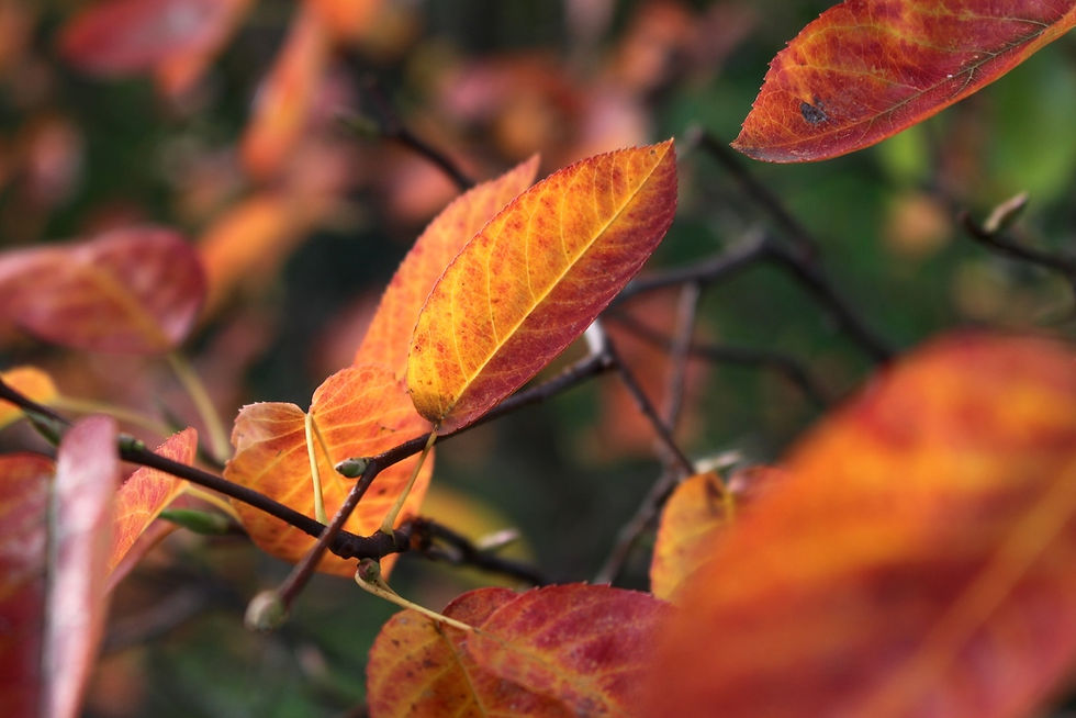 Voor als de dood iets is wanneer je nog leeft..