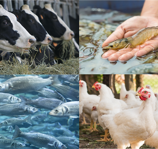 Cargill Animals.png