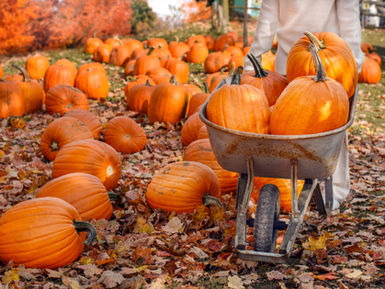 🍁Fall in Love with Pumpkin Season🎃