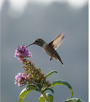 Fotografía de un colibrí y una flor