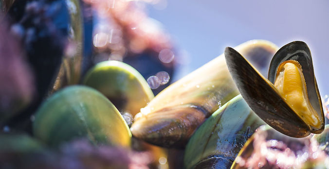 homepage-mussels.jpg