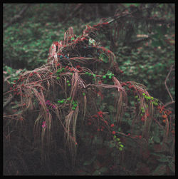 Dreamland #02.8.2
