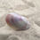 Thumbnail: Seashell