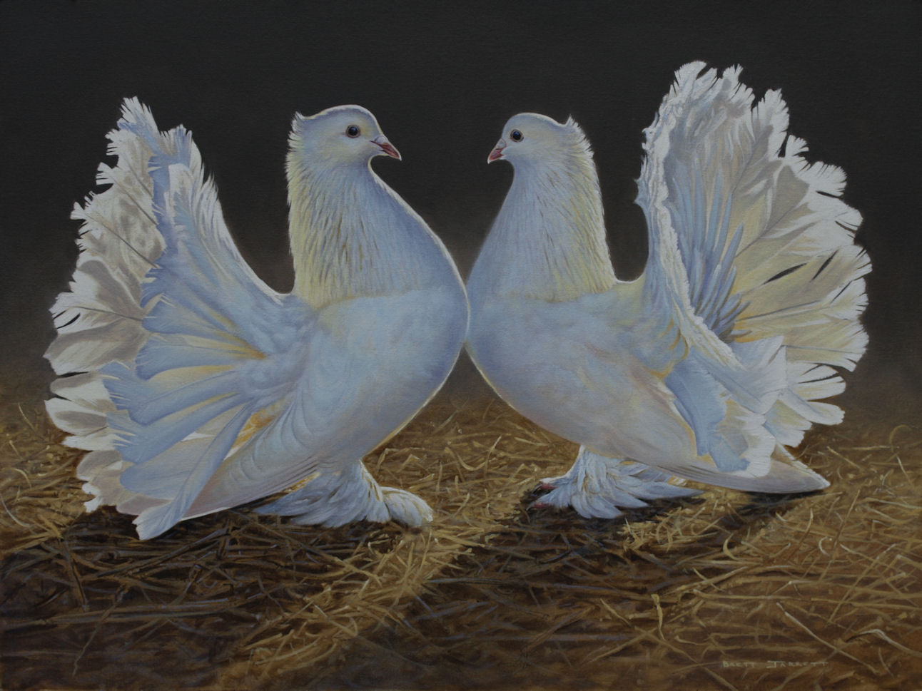 'Indian Light' Indian Fantail Pigeons