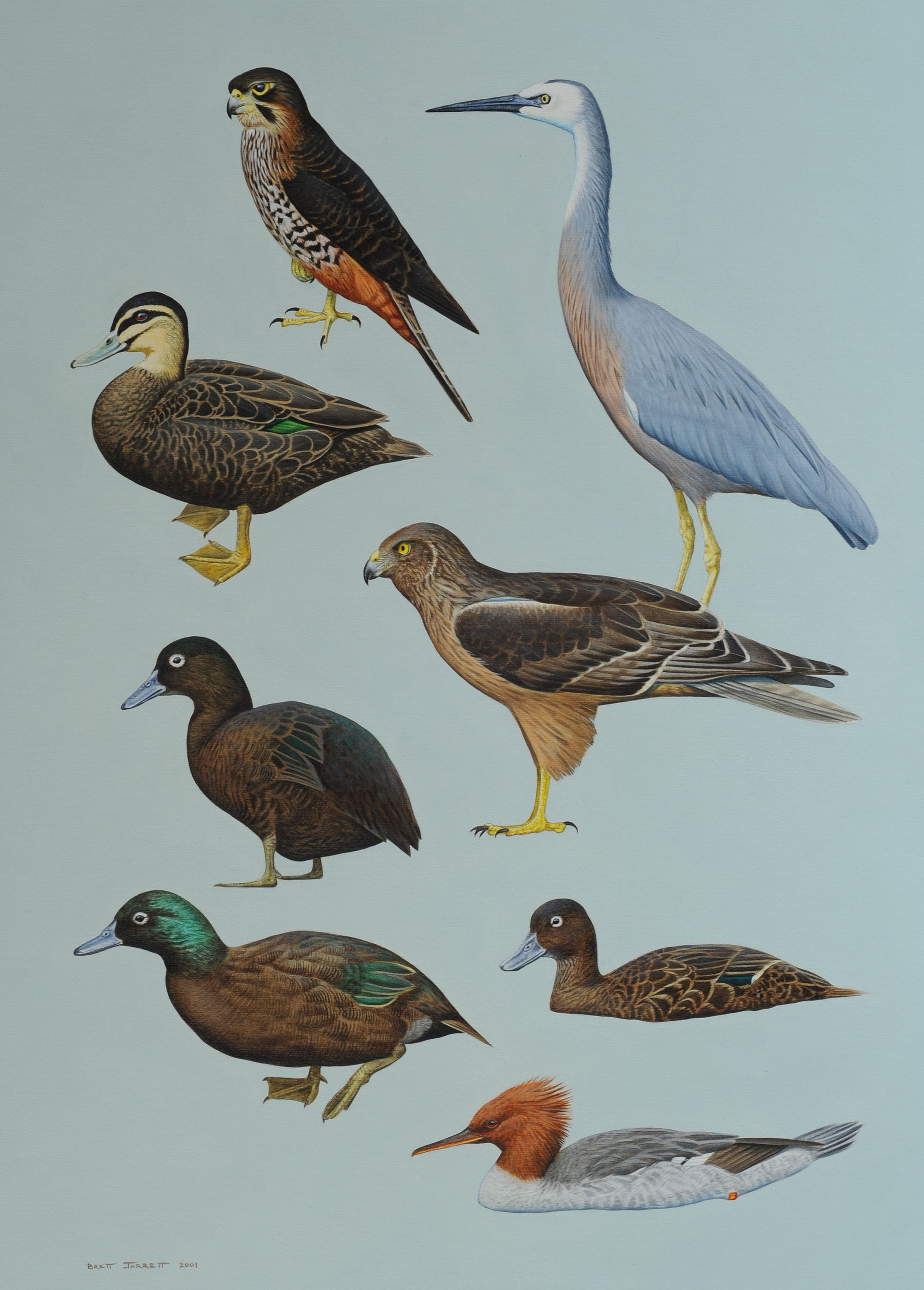 Complete Guide to Antarctic Wildlife NZ birds I