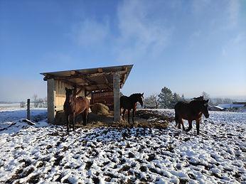 Pension équine