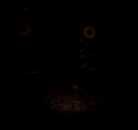 Sunflower GIF.gif