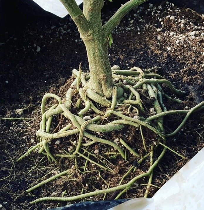 Roots.jpg