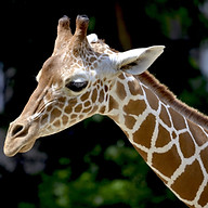 wildlifeworld.com