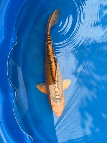 SOLD- Mizuho Ogon | ATX Koi