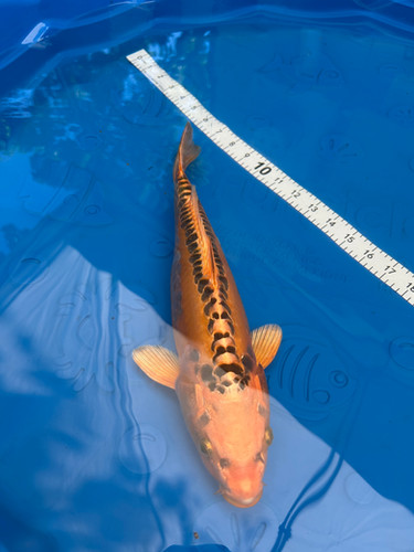 Koiページ Stock Japan Koi Service Japan for the Worldwide export of