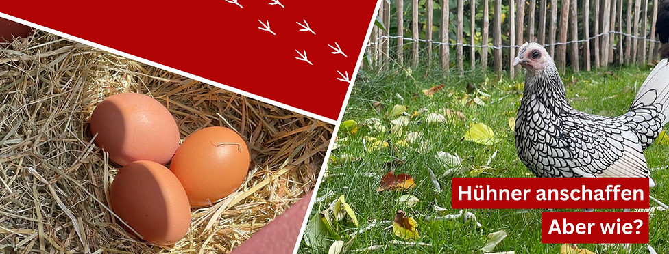 Hühner mieten_edited.jpg